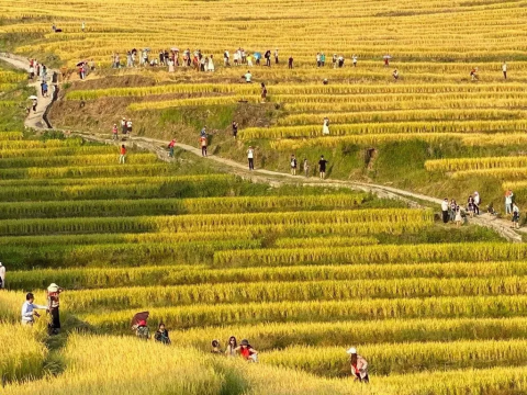 爆款【醉美赏秋之旅】入住梯田深处民宿+送瑶寨长桌宴!金色大地“欧家梯田+黑山梯田”,千亩银杏林,千户油岭瑶寨,万山朝王