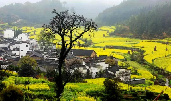 【精品小团,婺源篁岭3日】行摄中国最美油菜花海,烟雨婺源人家,打卡600年篁岭古村-