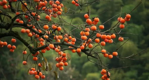爆款邂逅从化千亩“柿”外桃源，红红火火满枝头，采摘砂糖橘，美拍米埗稻田小镇，品尝网红牛庄