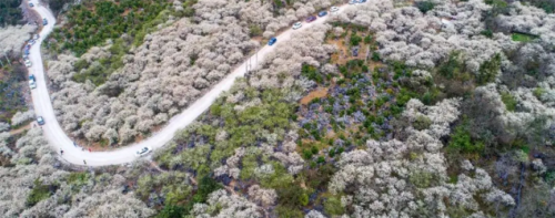 【水浪花谷】漫山遍野花开，打卡“清远小林芝”水浪花谷-