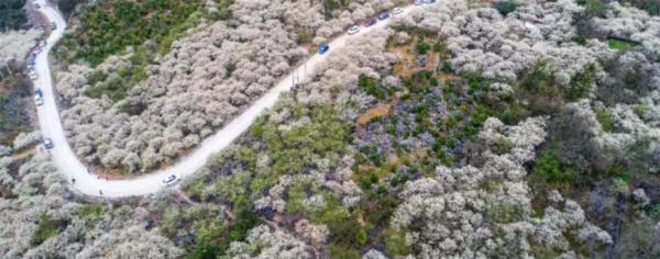 【水浪花谷】漫山遍野花开，打卡“清远小林芝”水浪花谷-