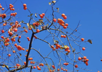 【谷柿丰收】桂峰村百亩柿子熟挂枝头，红红火火！“小龙脊”百亩梯田，稻浪涛涛！“小泸沽湖”碧波荡漾，悠然享受