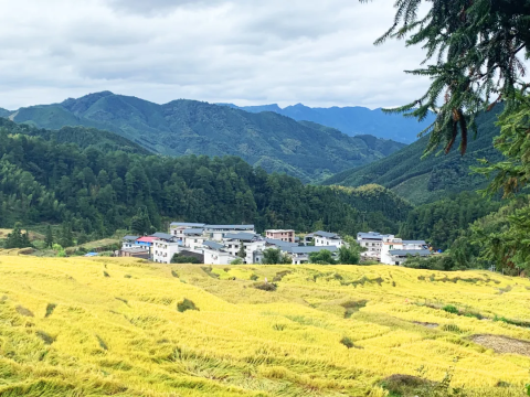 【金秋粤北】打卡两大梯田欧家梯田+黑山梯田,赏千亩银杏林,邂逅粉黛乱子草花海,油岭瑶寨,万山朝王2天游