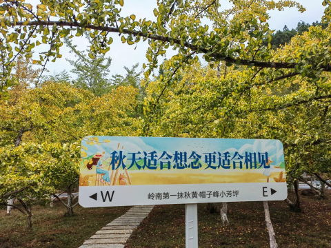 爆款【金秋银杏2天】韶关南雄银杏之乡—帽子峰林场,时光隧道,南华寺祈福,行摄南岭红沙漠日落~