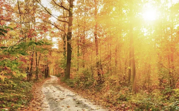 2023年第三届特惠•佛冈田野绿世界枫林徒步15公里,体验行走力量，感受自然呼吸！
