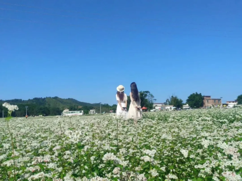 【翁源荞麦花】遇见浪漫百亩荞麦花,感受雪白的世界!漫步“广州北极村”莲麻小镇,品尝农家美味