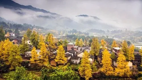 秋天爆款推荐【天下银杏第一乡】汽车团:海洋乡银杏+西街+兴坪古镇老寨山-
