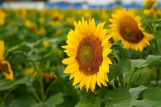 【向日葵花海】赏金色向日葵花海,顺峰山公园美丽异木棉惊艳绽放,等你来撩……品顺德美食烧鸡!