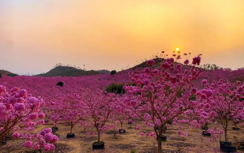 江门千亩紫花风铃盛开+千亩葵树林+成片落羽杉金黄+网红彩虹村+彩虹桥全景+美味农家菜~