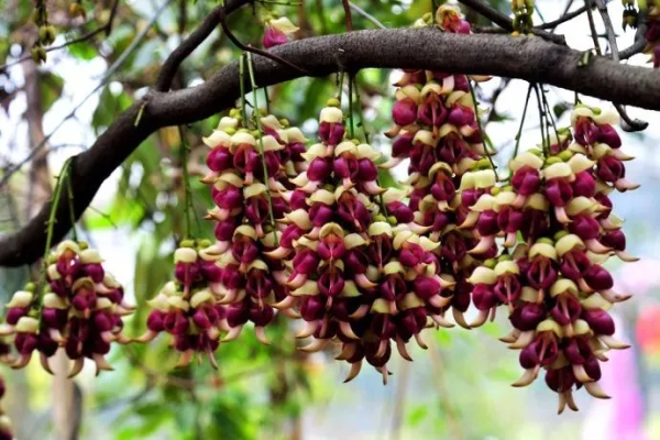 美拍清远五彩缤纷禾雀花+广东小三峡—飞来峡古栈道,尝北江美味农家菜