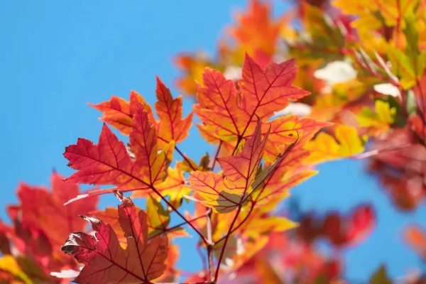 【荞见枫叶】赏八万棵红枫,漫步岭南红叶世界!霍比特人小屋、高山茶园、天空之境、天梯!相遇百亩浪漫荞麦花