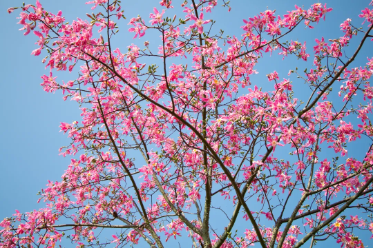 【横琴繁花】览遍花海长廊4700棵木棉花海+邂逅二井湾橙色霞光+美拍励骏庞都浪漫欧式古堡