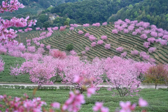 【阴那山樱花+潮汕古城】寻味美食聚集地潮州古城，遇上满山遍野的樱花盛开，像是闯进了漫画世界-