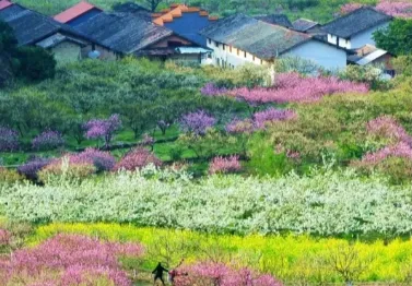 【九峰&汝城温泉】赏九峰花海、邂逅如画春色、探访高达98℃的温泉河之乡、南华寺新春祈福