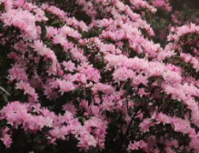 【八排山】广东醉美原生态大草原,赏青青高山草原,看山顶阿牛哥