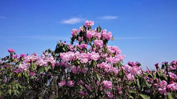 【阳明山杜绢花2天】永州杜鹃花开，瑶族博物馆、万山朝王、油岭瑶寨