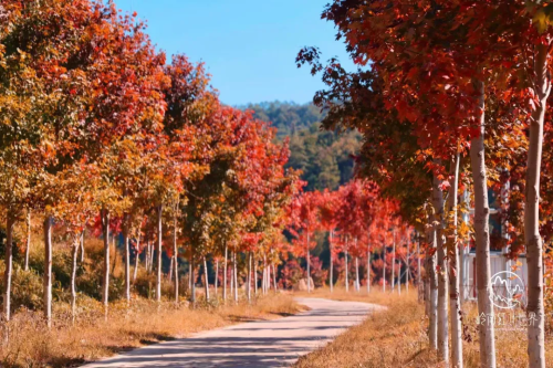 【红枫柿海】行摄从化百亩柿海，漫步“广东小香格里拉”、赏岭南醉美红枫、打卡咩咩谷、霍比特小屋、天空之境~