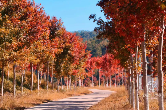 【红枫柿海】行摄从化百亩柿海，漫步“广东小香格里拉”、赏岭南醉美红枫、打卡咩咩谷、霍比特小屋、天空之境~