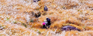 遇见山海【惠州金色大南山1天】邂逅秋日金色大南山芒花季，徒步穿越迷人高山草甸1天-