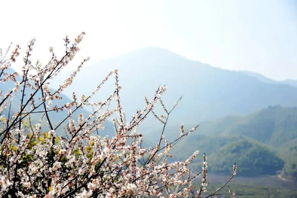遇见山海【从化黄茶园】登从化第三峰黄茶园，瞰溪头村全景，溪头村品特色美食