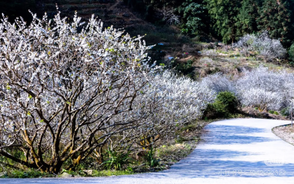 遇见山海【从化十登丨第五峰桂峰山】山峦叠翠、桂峰山花海，探白色从化-