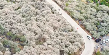 【水浪花谷】漫山遍野花开，打卡“清远小林芝”水浪花谷-