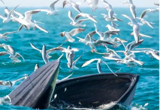 不含往返交通，当地集散 【20°C魅力广西】悠闲假日· 徒步浩坤湖，跨国德天瀑布，崇左田园峒那屿湾 ，北海涠洲岛，出海观鲸6天5晚