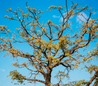 2026.2.8日“十全十美”美丽乡村 【伦教站】健步行系列活动-