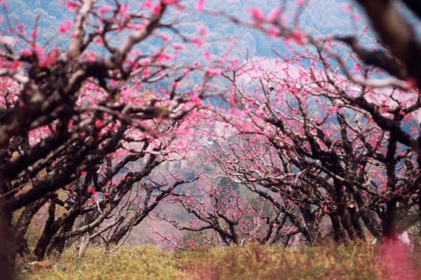 3月8日广东徒盟第一期徒步节暨连平桃花13公里徒步