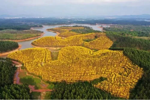 春季赏花【肇庆黄花风铃】2万株黄花风铃竞相怒放，邂逅肇庆鼓浪屿“岩前村”+“象岗云道”观星湖美景-