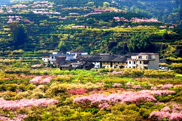 【韶关樱花桃李】赏浈江樱花，赏九峰十万亩争相怒放的桃李-