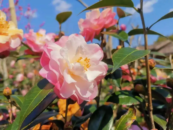 3月08日召集！【广100第一站·阿婆六国际茶花谷徒步节】藏在从化的“莫奈花园”，花海，竹林，乡村之旅-