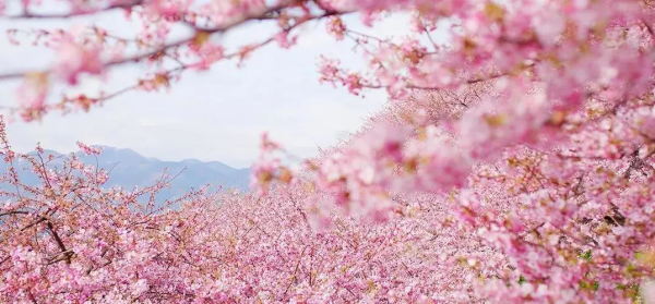 观赏期【九峰&樱花2天】 相约广东小平坝,赏醉美樱花,探寻九峰花海!