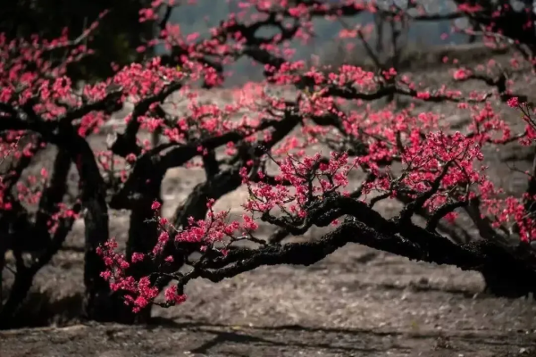 【桃樱绘春色】闯入宫崎骏的漫画世界！千亩樱花漫山绽放，连平万亩桃花灼灼如霞