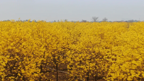 【春季赏花】行摄三水黄花风铃,“蓝眼泪”矿山湖,打卡清远禾雀花基地