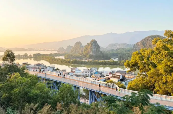 春季赏花【肇庆黄花风铃】2万株黄花风铃竞相怒放，邂逅肇庆鼓浪屿“岩前村”+“象岗云道”观星湖美景