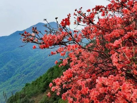 【从化通天蜡烛1天】挑战从化十登通天蜡烛，赏漫天杜鹃花，拍户外大片-