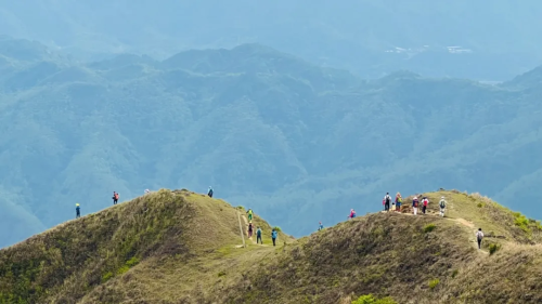 【高山杜鹃·天露山】天露山万亩高山杜鹃惊艳绽放！一起欣赏漫山遍野红杜鹃花！