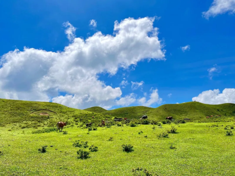 【徒步鸡笼顶 1天1夜】打卡粤西最美大草原,赏千亩高山杜鹃花-