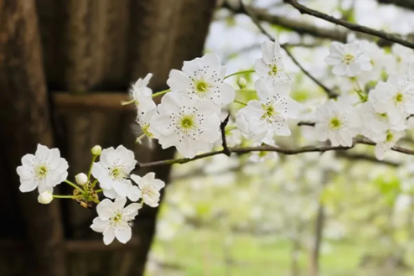 【江永桃花节】江永桃花节,“广东小金川”醉美梨花,漫步高山牧场