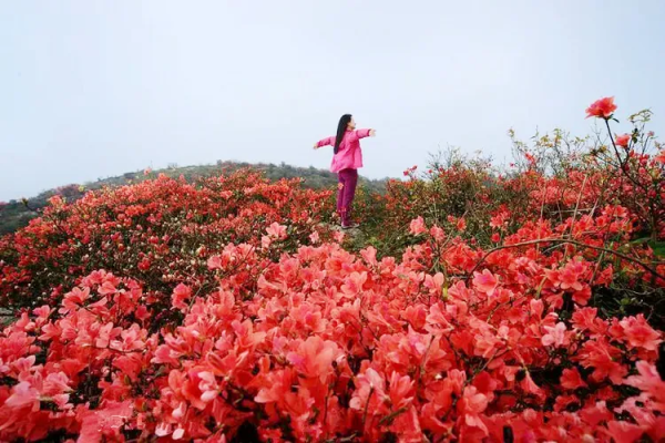 【登山赏花】登清远第一名山--望军山,徒步穿越 赏漫山的映山红,深呼新鲜空气一天游