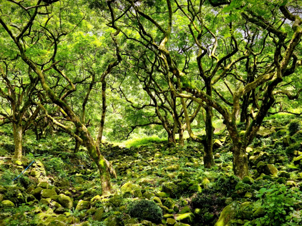 4.18(周六)出发!【广东徒盟第二站】增城二龙山油桐花节+古榄园18公里徒步