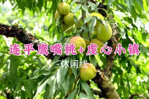 【连平鹰嘴桃】万亩鹰嘴桃熟了，任摘任吃，攀龙南武当山，玩转全景玻璃桥